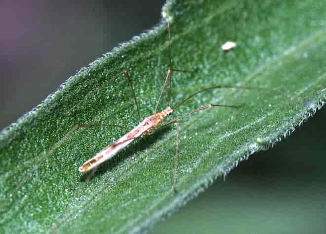 昆虫図鑑・イトカメムシ